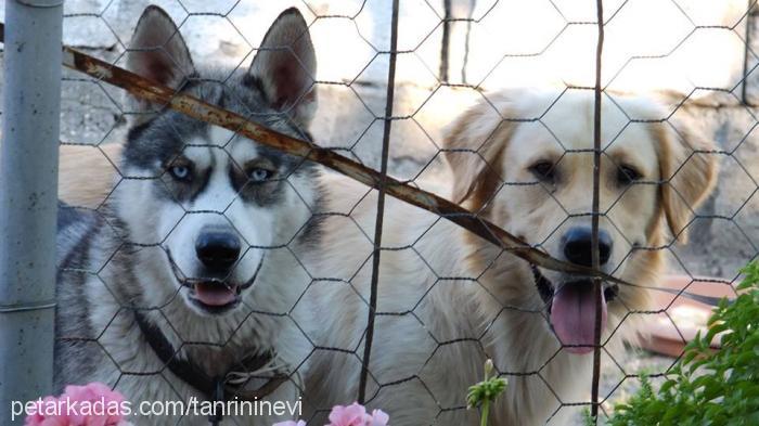 husky Erkek Sibirya Kurdu (Husky)