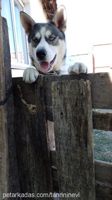 husky Erkek Sibirya Kurdu (Husky)