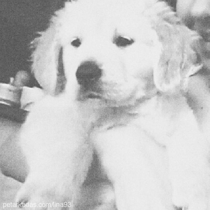 lina Dişi Golden Retriever