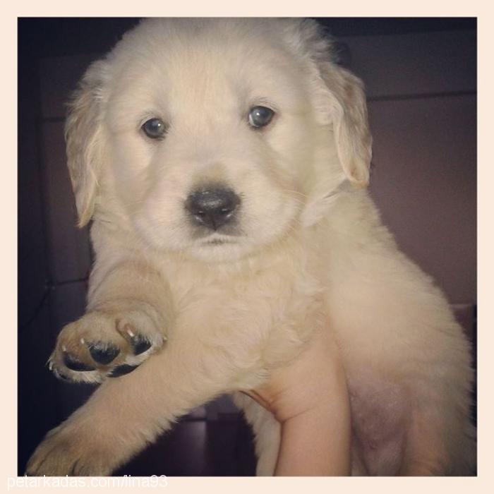 lina Dişi Golden Retriever