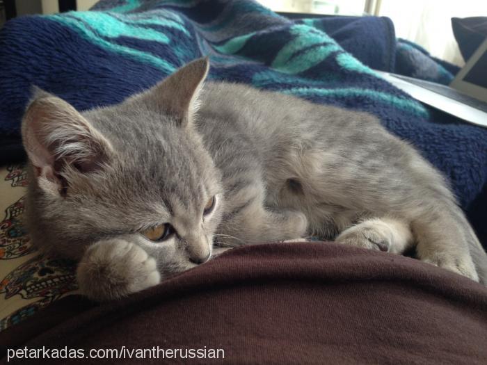 sosa Erkek British Shorthair