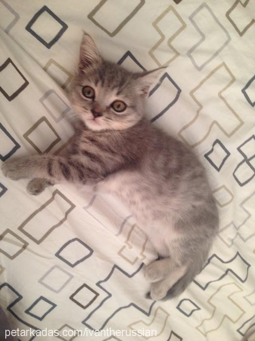 sosa Erkek British Shorthair