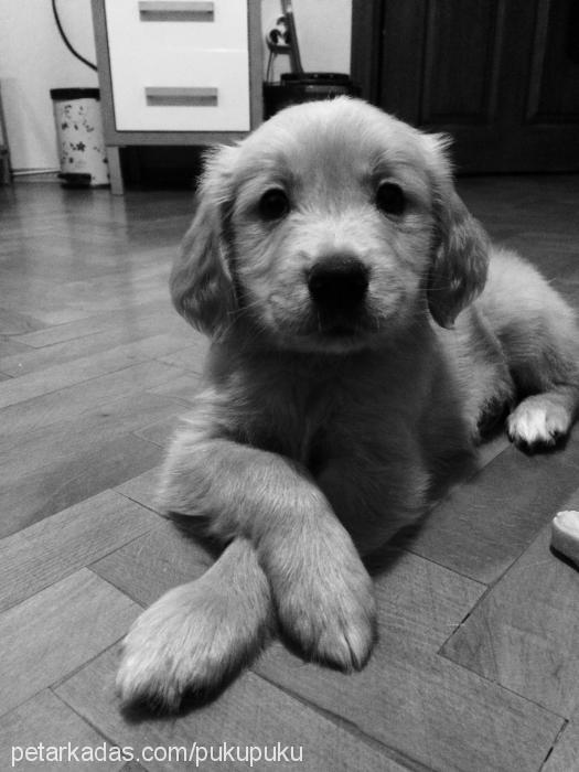 puku Erkek Golden Retriever