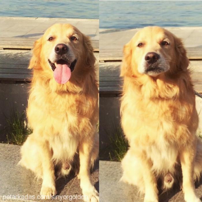 sinyor Erkek Golden Retriever