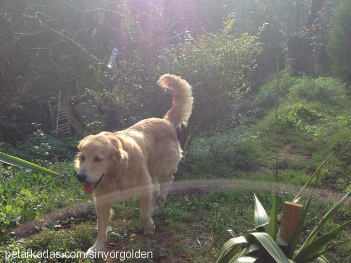 sinyor Erkek Golden Retriever