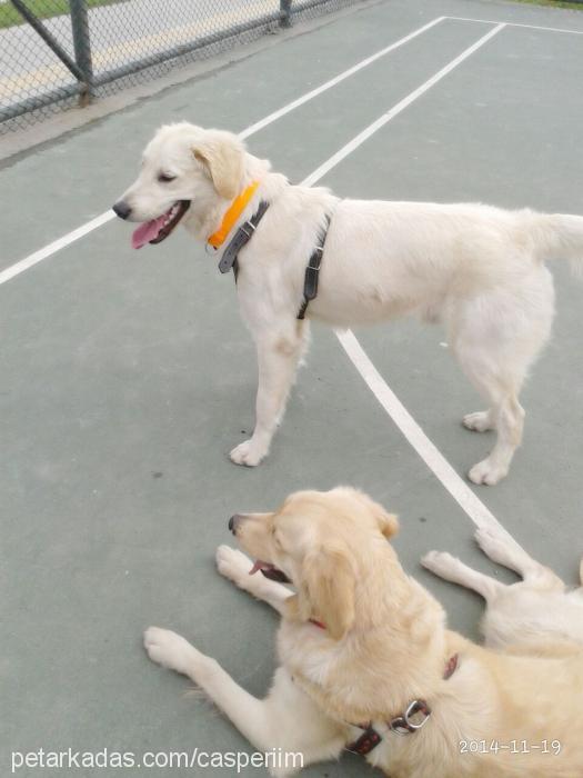 paşa Erkek Golden Retriever