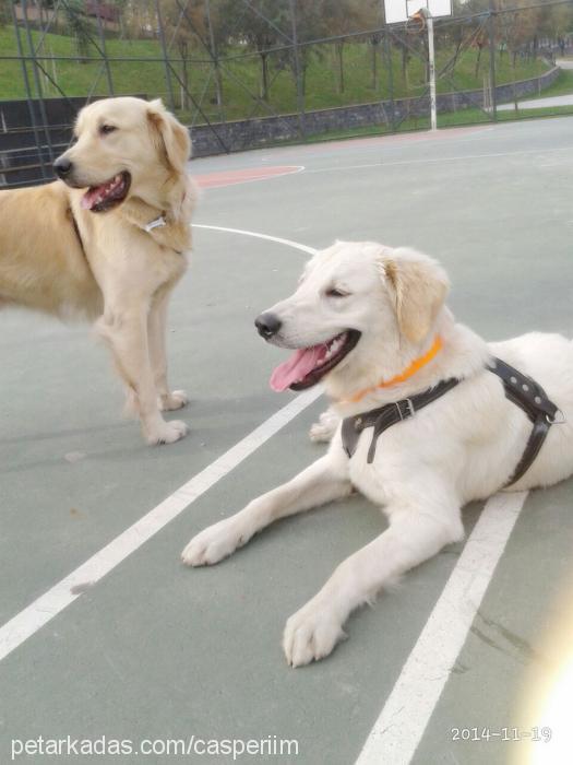 paşa Erkek Golden Retriever