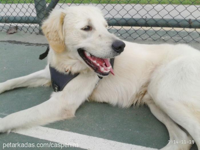 paşa Erkek Golden Retriever