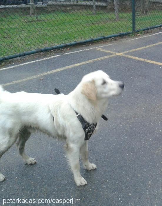 paşa Erkek Golden Retriever