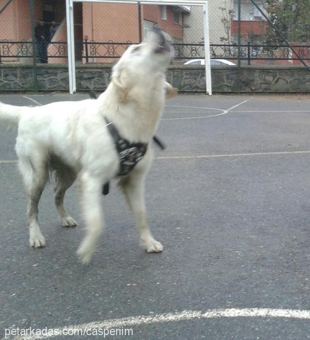 paşa Erkek Golden Retriever