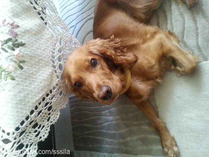 Şila Dişi İngiliz Cocker Spaniel