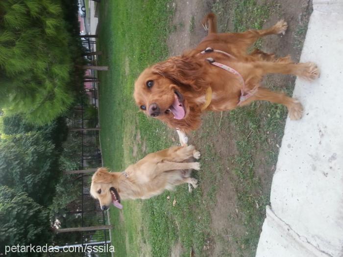 Şila Dişi İngiliz Cocker Spaniel