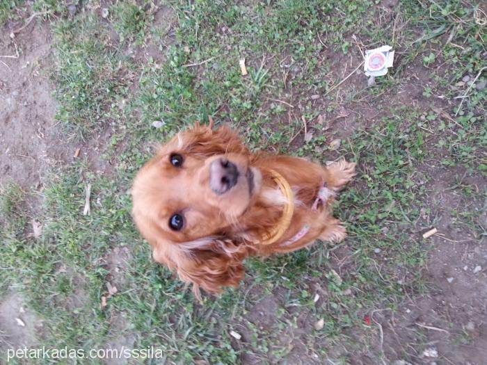 Şila Dişi İngiliz Cocker Spaniel