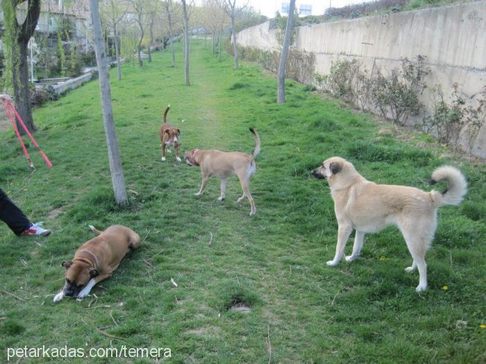 zuzu Dişi Sokö (Sokak Köpeği)