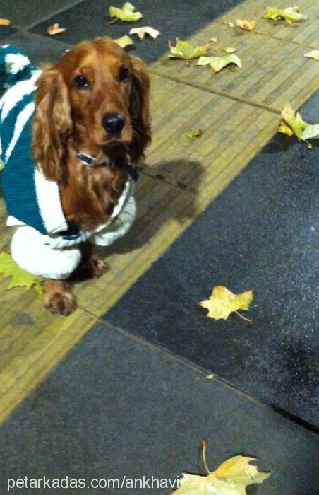 max Erkek İngiliz Cocker Spaniel