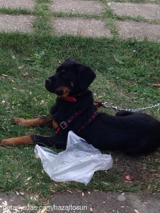 kibar Dişi Rottweiler