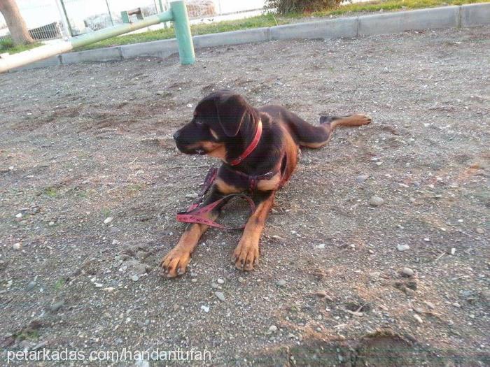 kibar Dişi Rottweiler