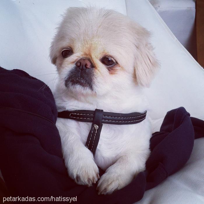 edi Erkek Pekingese