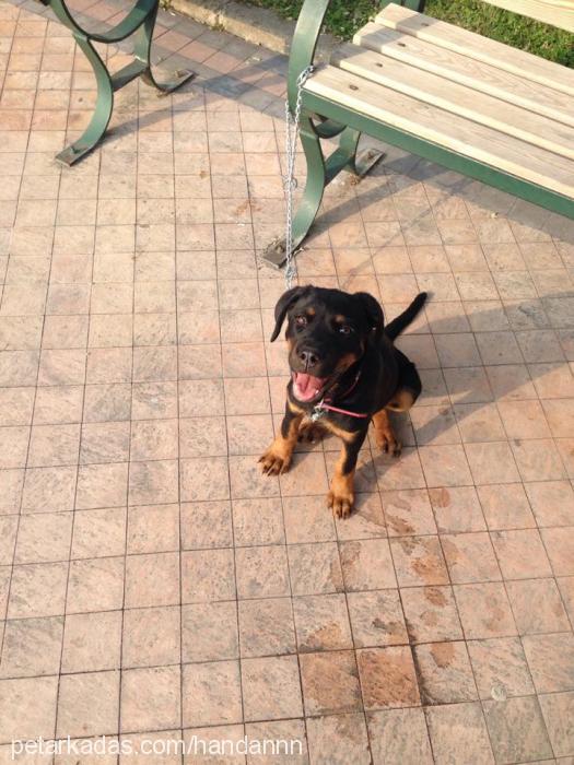 kibar Dişi Rottweiler