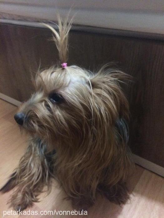 pink Dişi Yorkshire Terrier