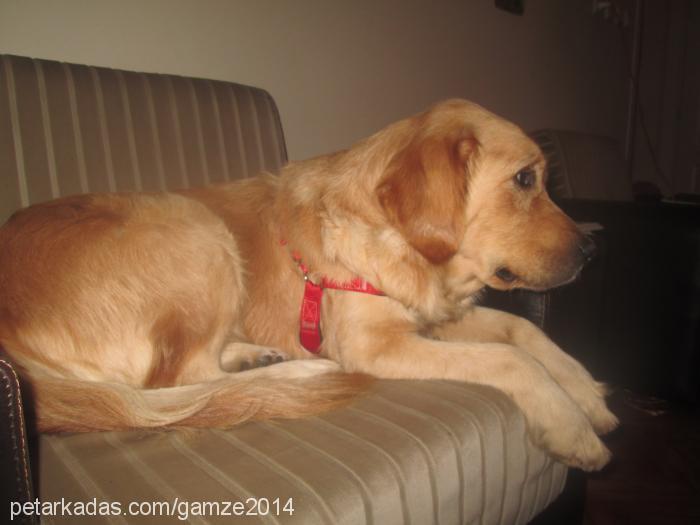 karamel Dişi Golden Retriever