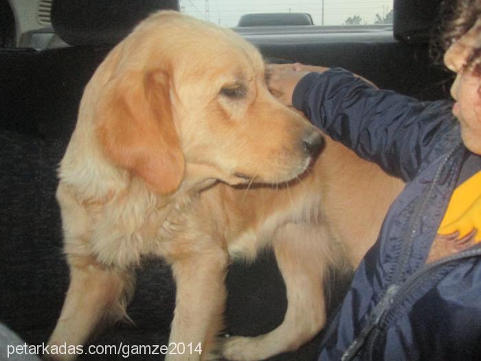 karamel Dişi Golden Retriever