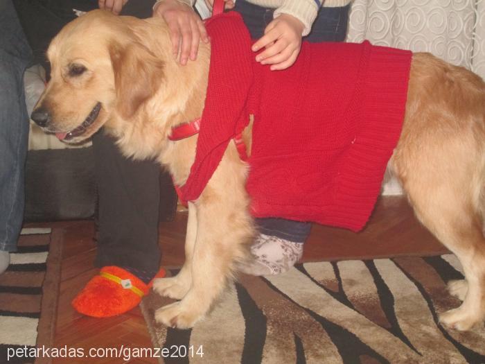 karamel Dişi Golden Retriever