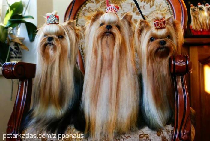 choppercherokee Erkek Yorkshire Terrier