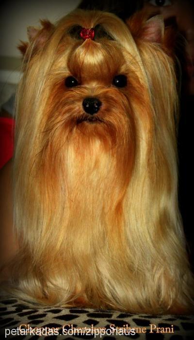 choppercherokee Erkek Yorkshire Terrier