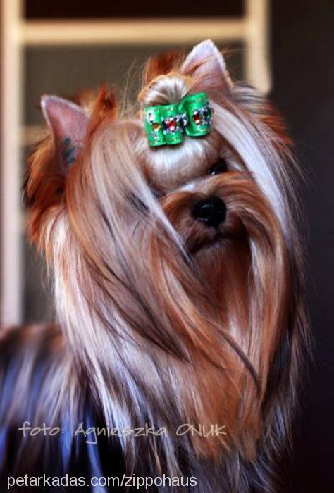 choppercherokee Erkek Yorkshire Terrier