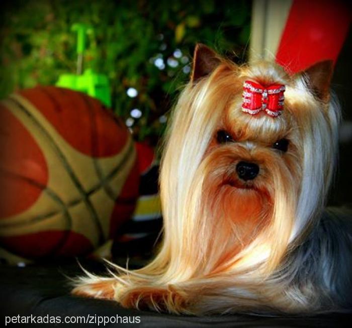 choppercherokee Erkek Yorkshire Terrier