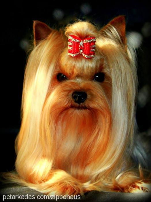 choppercherokee Erkek Yorkshire Terrier