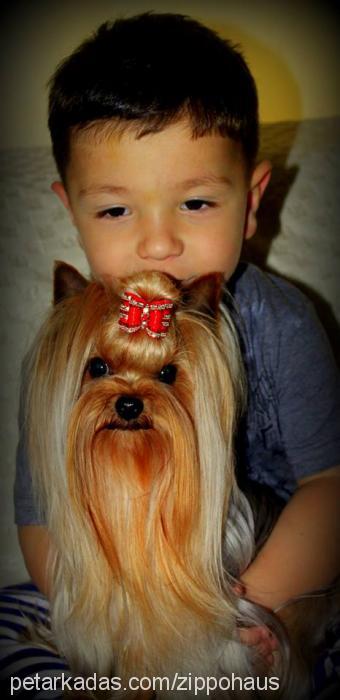 choppercherokee Erkek Yorkshire Terrier