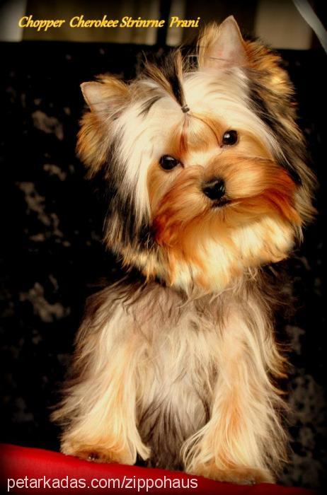 choppercherokee Erkek Yorkshire Terrier