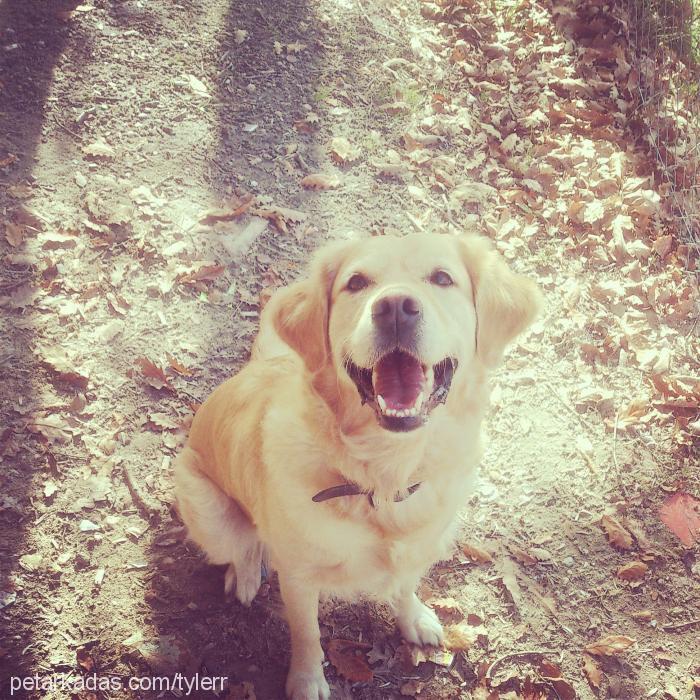 tyler Dişi Golden Retriever