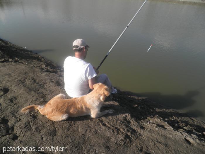 tyler Dişi Golden Retriever