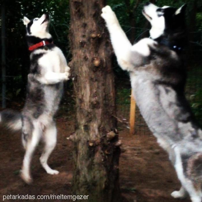 paşa Erkek Alaskan Malamute