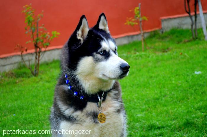 paşa Erkek Alaskan Malamute