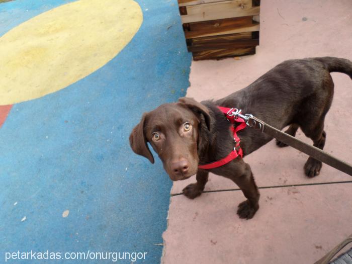 Şila Dişi Labrador Retriever