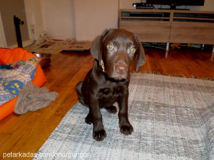 Şila Dişi Labrador Retriever