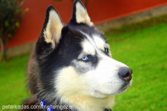 paşa Erkek Alaskan Malamute