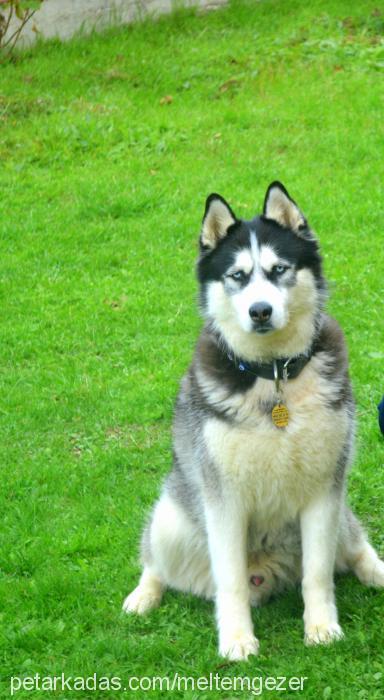 paşa Erkek Alaskan Malamute