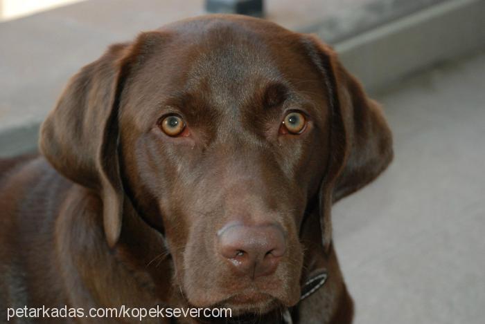 kafi Erkek Labrador Retriever