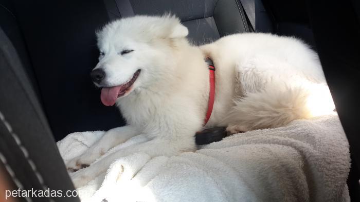 balzac Erkek Samoyed