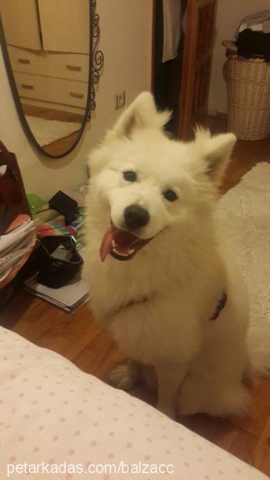 balzac Erkek Samoyed