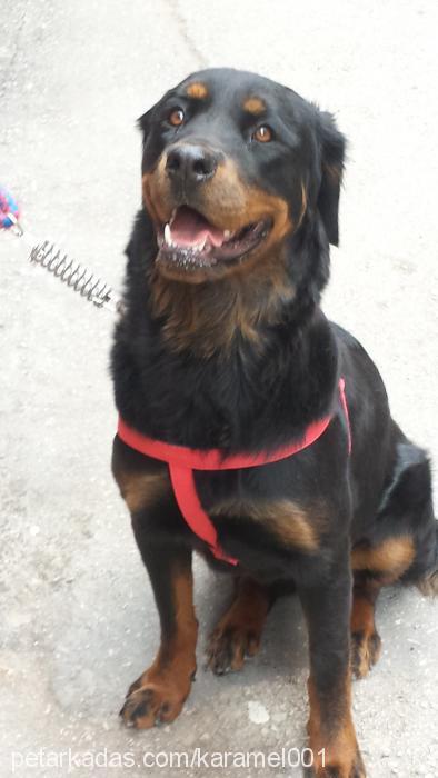 Şila Dişi Rottweiler