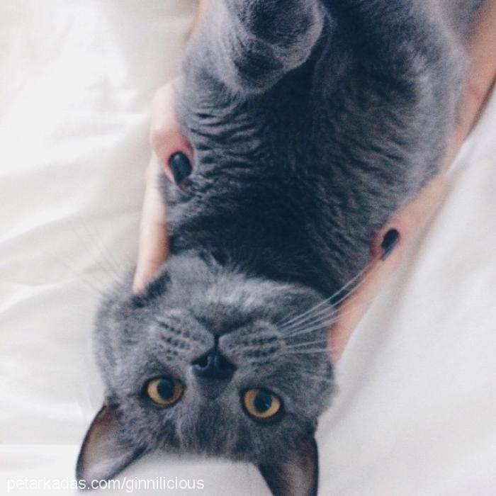 gregor Erkek British Shorthair