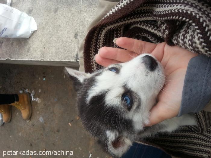 açina Dişi Sibirya Kurdu (Husky)