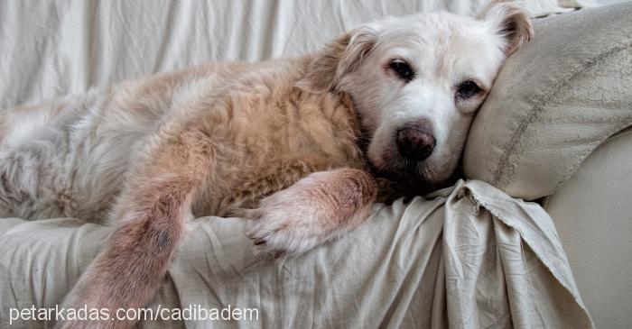 cadı Dişi Golden Retriever