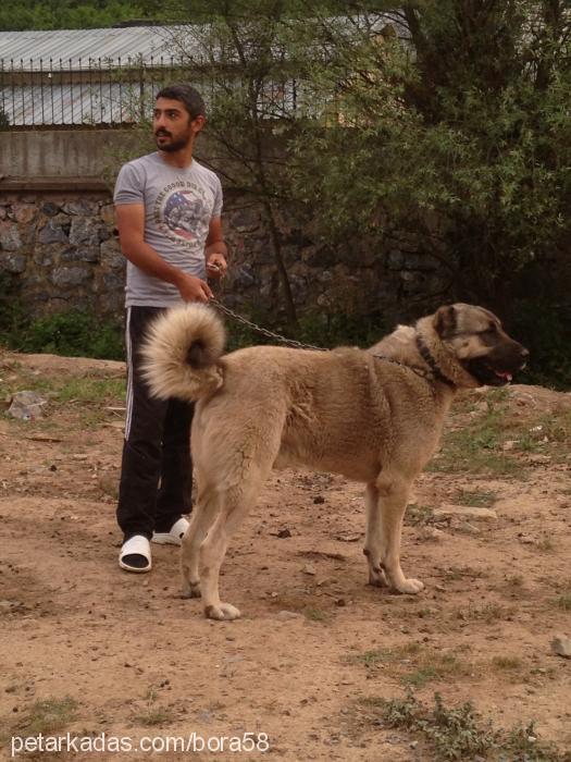 tarzan Erkek Kangal